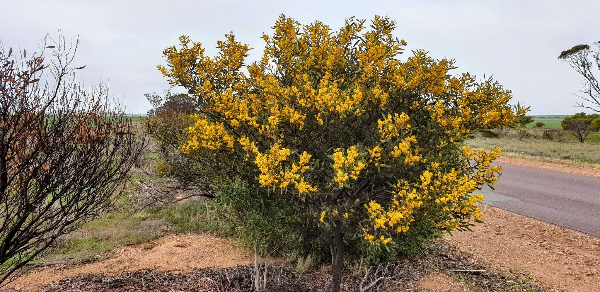 Plancia ëd Acacia notabilis F. Muell.