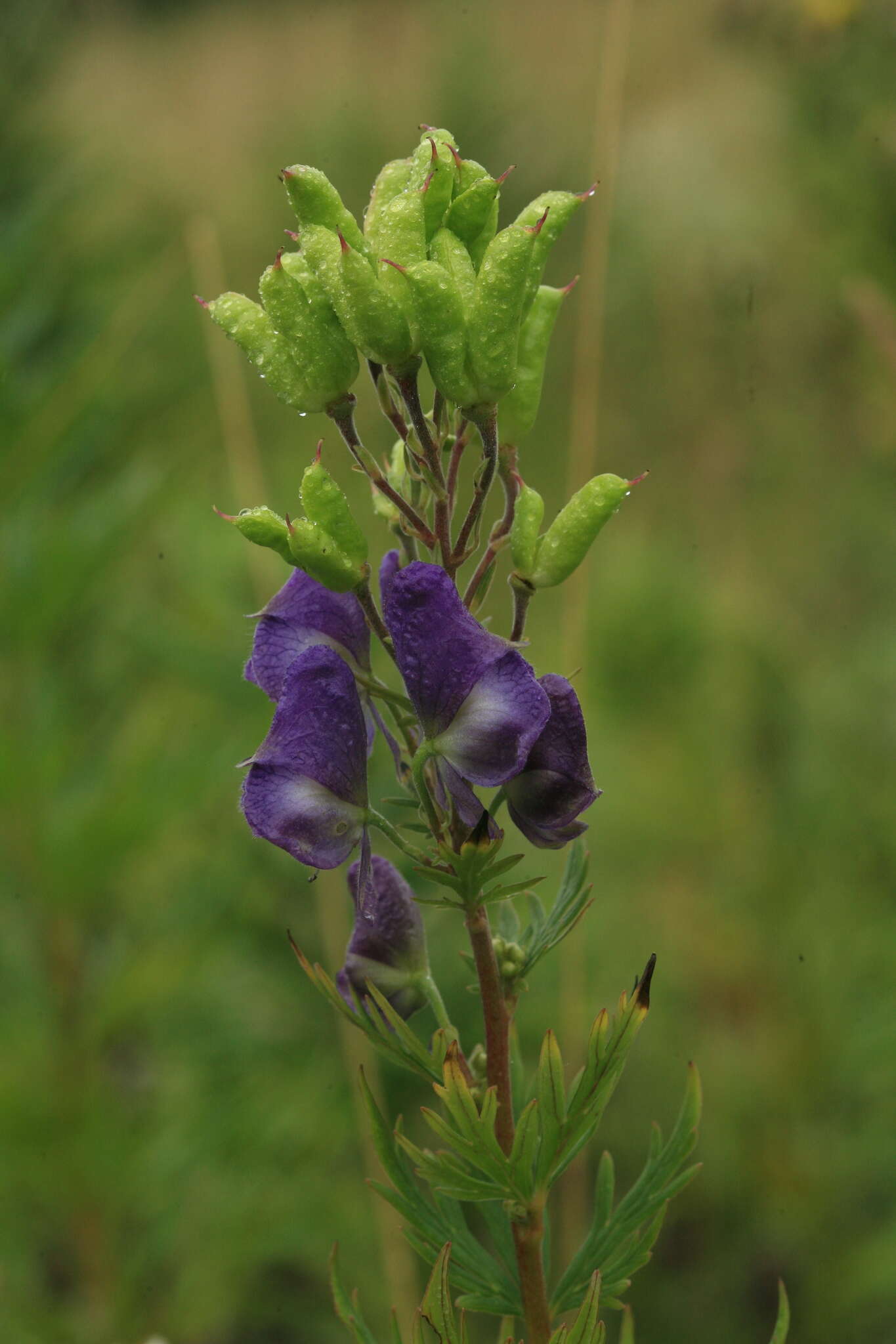 Sivun Aconitum sachalinense F. Schmidt kuva