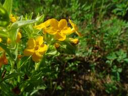 Image of Carolina puccoon