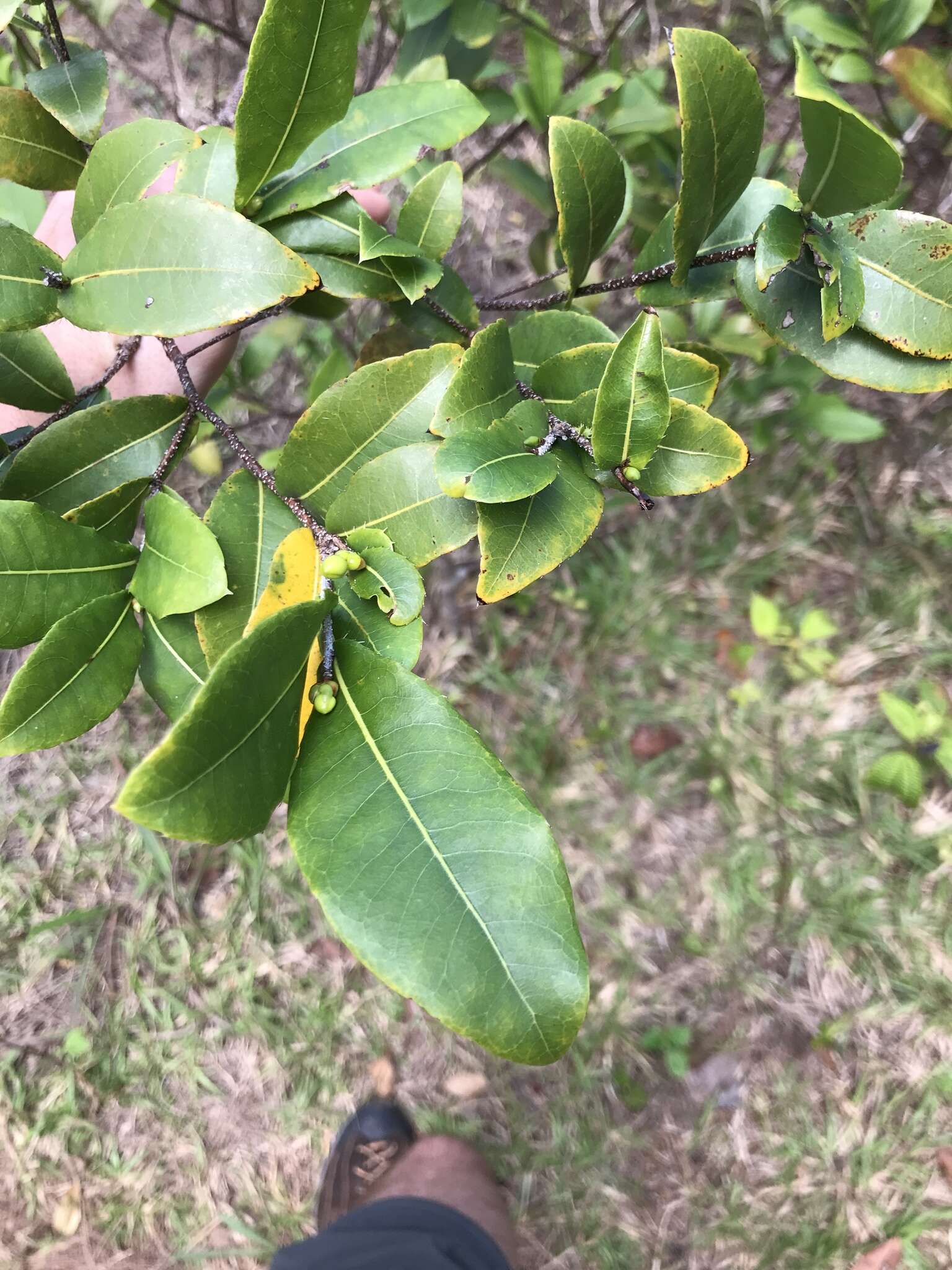 Image of Thomas' bird's-eye bush