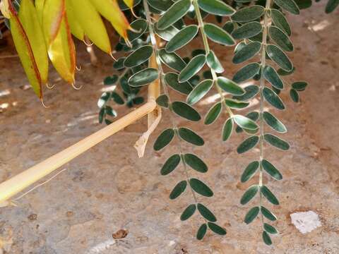 Image of Santa Barbara milkvetch