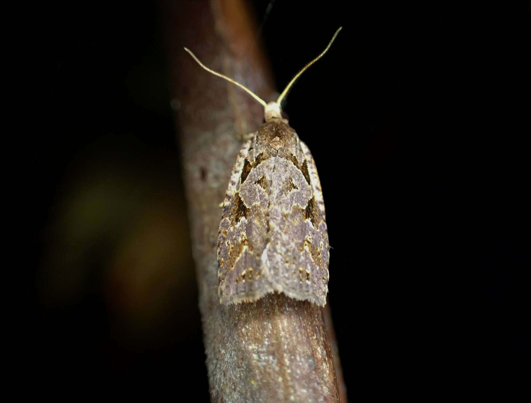 Image of Ctenopseustis fraterna Philpott 1930