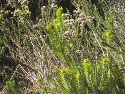 Image of Leucadendron teretifolium (Andrews) I. Williams