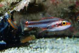 Image of Obliquebanded cardinalfish