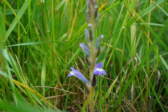 Слика од Phelipanche mutelii (F. W. Schultz) Pomel