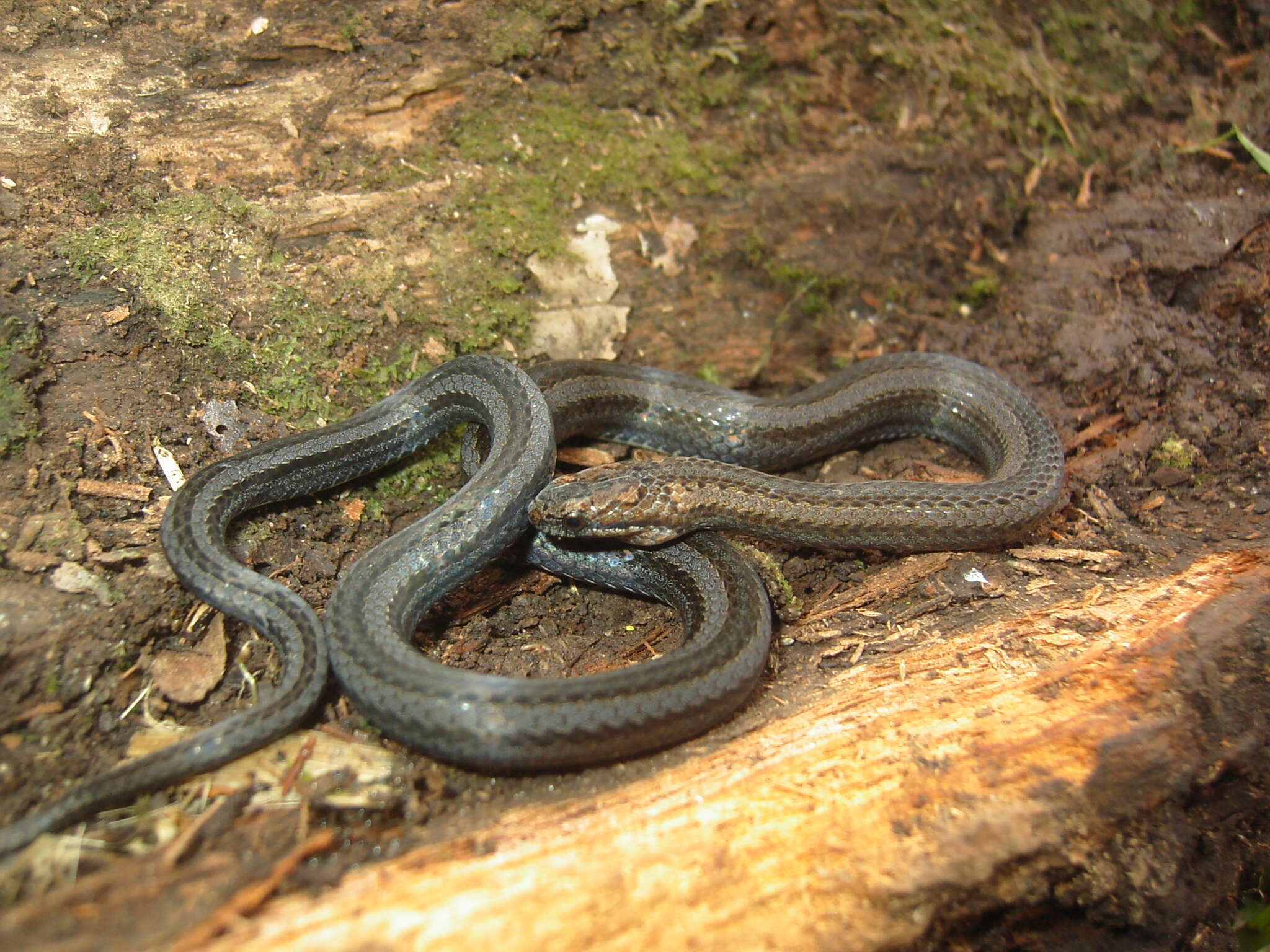 Image of Taeniophallus brevirostris (Peters 1863)