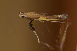 Image of Azalea leafminer