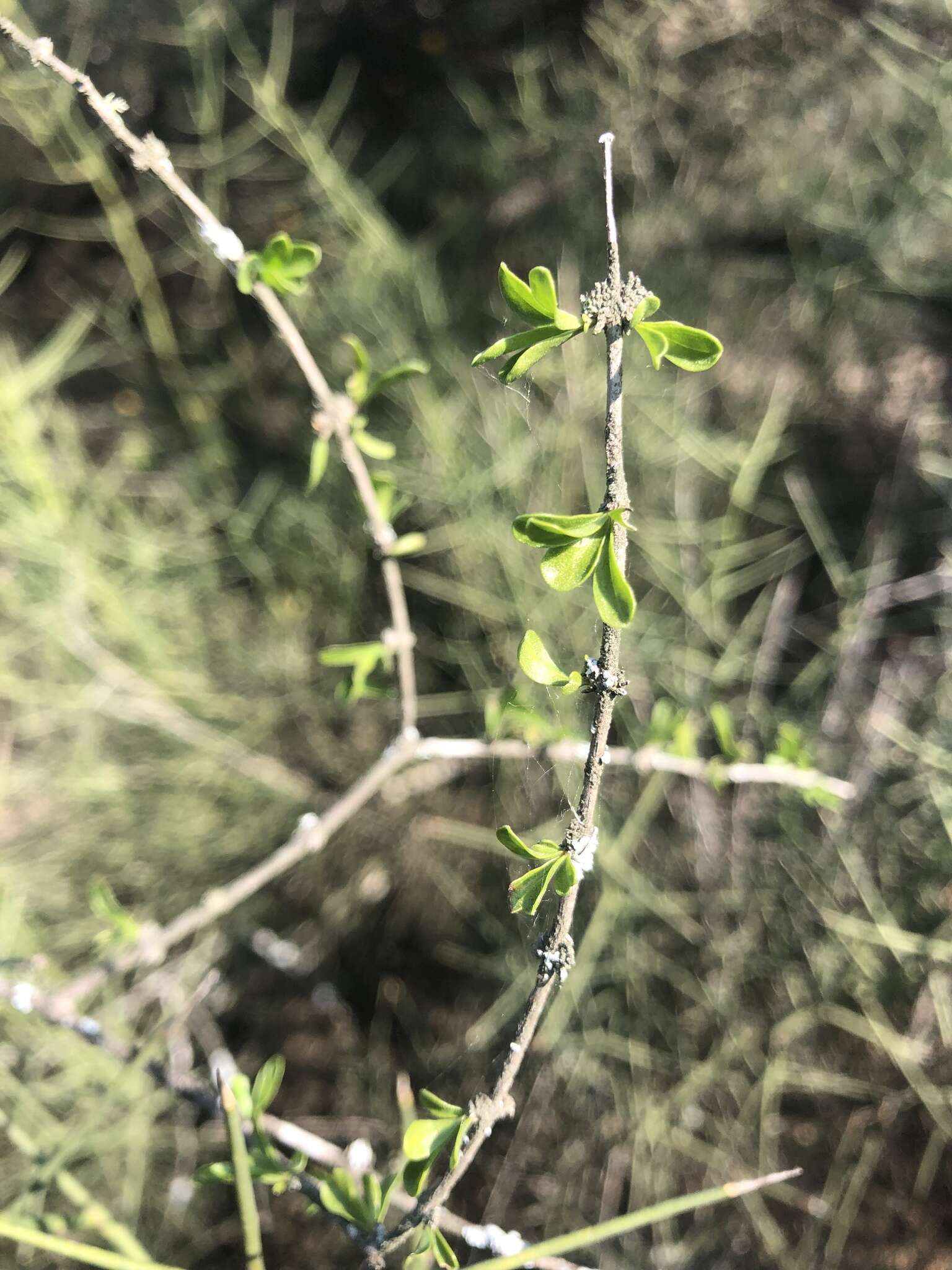 Imagem de Citharexylum brachyanthum (A. Gray ex Hemsl.) A. Gray