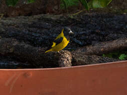 Image of Black-headed Siskin