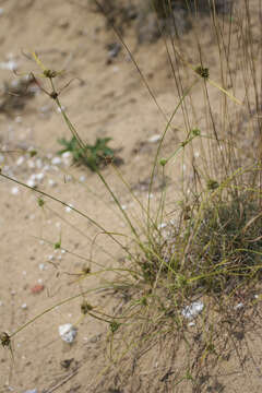 Image de Cyperus lupulinus subsp. macilentus (Fernald) Marcks