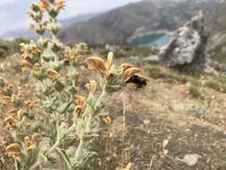 Image of Phlomis crinita Cav.