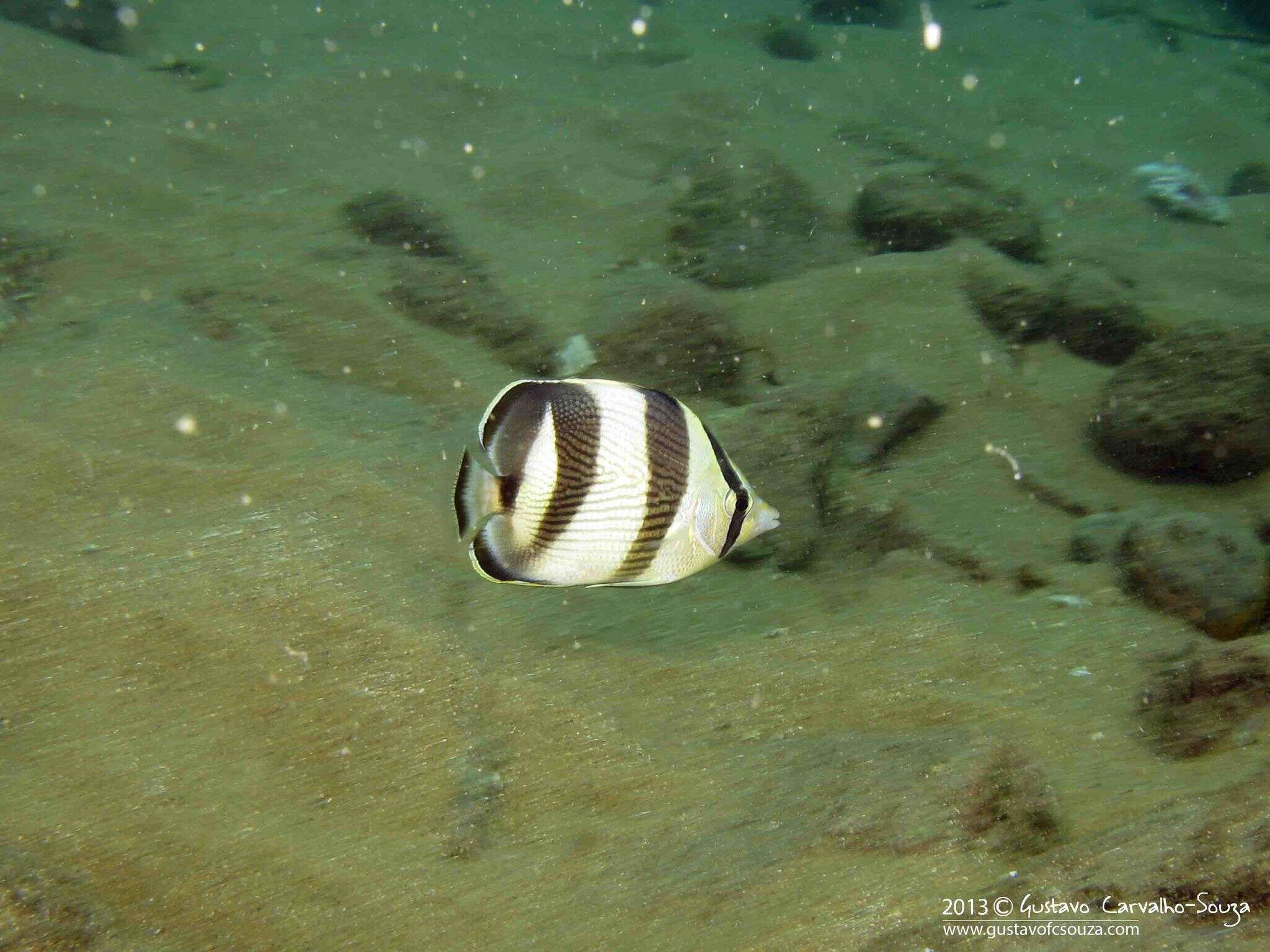 Image of Banded Butterflyfish