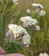Image of Pointy Blombush