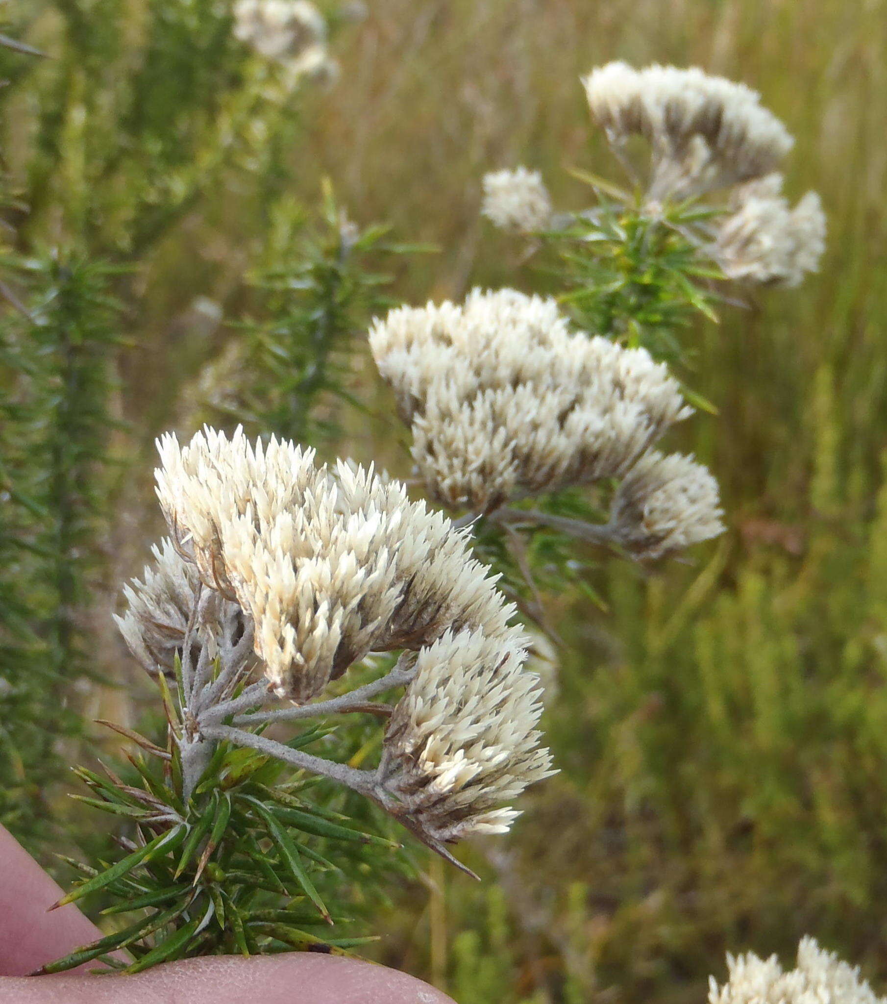 Image of Pointy Blombush