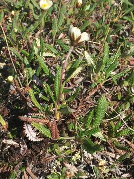 Imagem de Dryas octopetala subsp. alaskensis (A. Pors.) Hult.