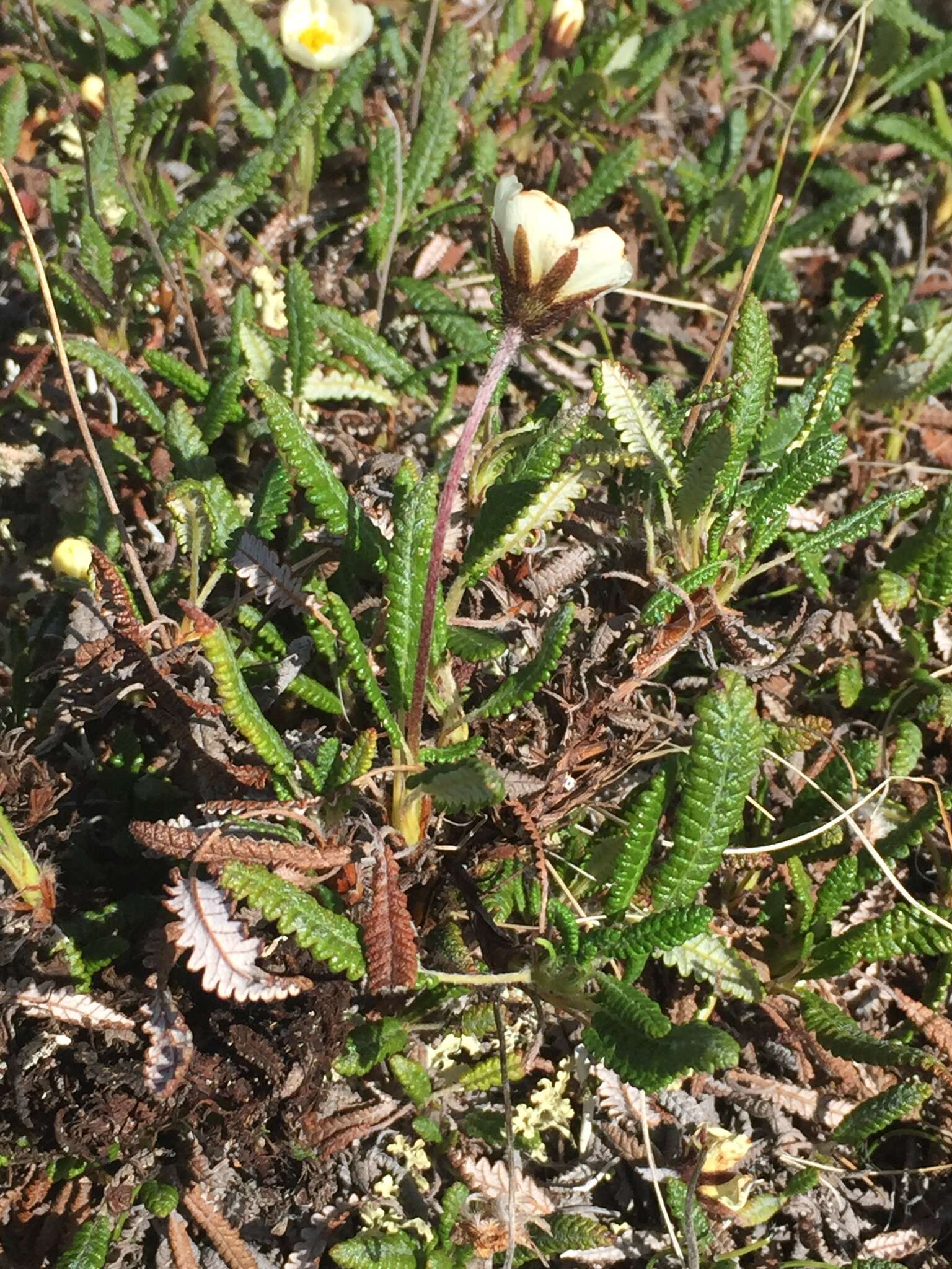 صورة Dryas octopetala subsp. alaskensis (A. Pors.) Hult.