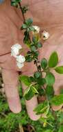 Image of bridalwreath spirea