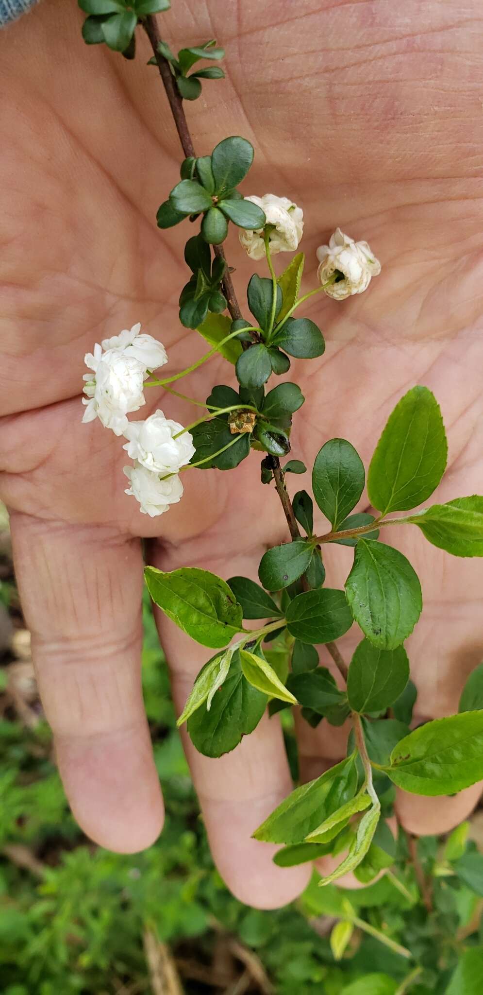 Image of bridalwreath spirea