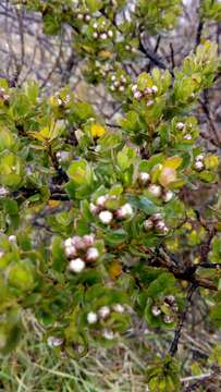 Imagem de Baccharis tricuneata (L. fil.) Pers.