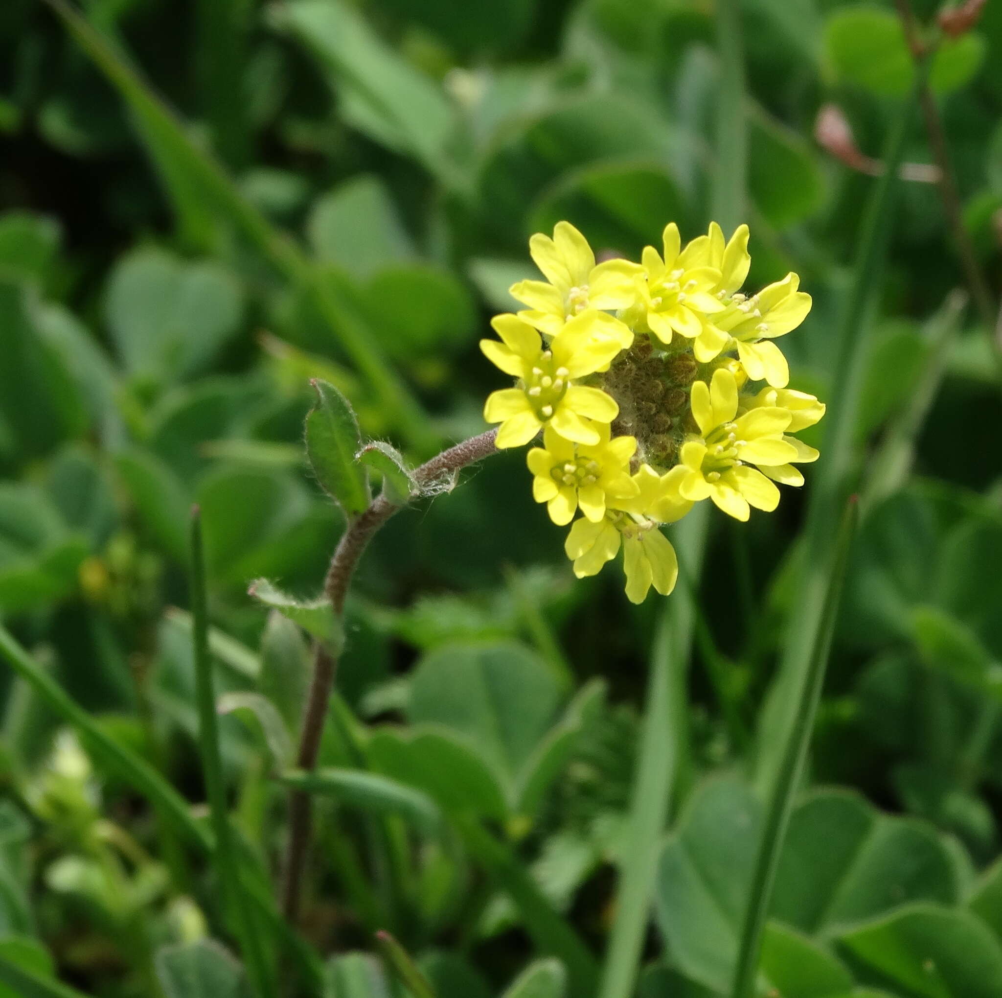 Image of Berteroa orbiculata DC.