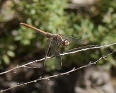 Image of Red Percher Dragonfly