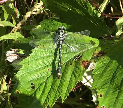 Imagem de Nihonogomphus ruptus (Selys 1858)