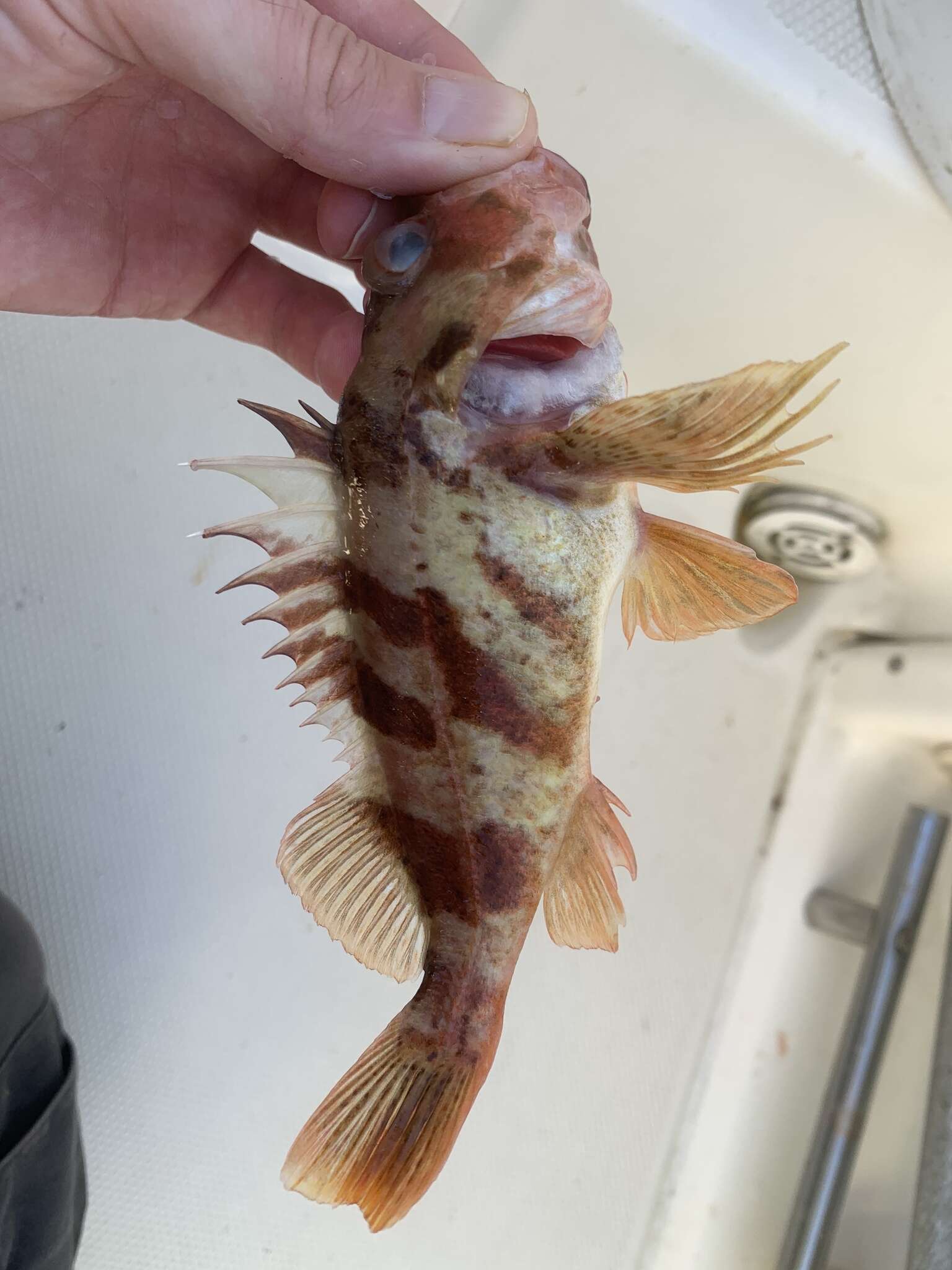 Image of Calico rockfish