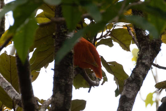 Image of Orange Dove