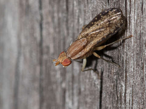 Image of Trypetoptera canadensis (Macquart 1843)