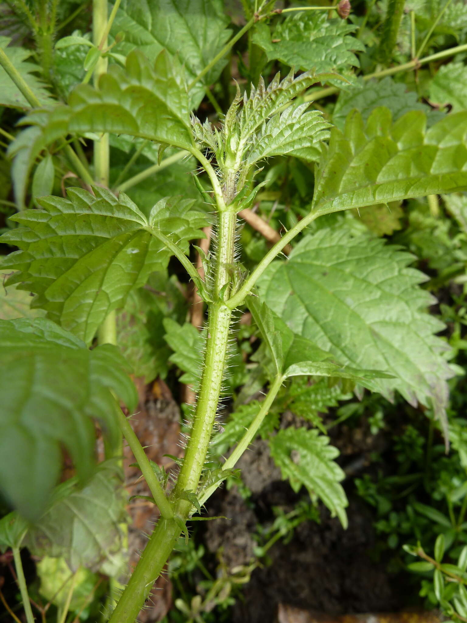 Слика од Urtica kioviensis Rogow.