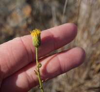 صورة Erigeron reductus var. angustatus (A. Gray) G. L. Nesom