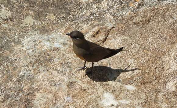 Image of Madagascan Pratincole