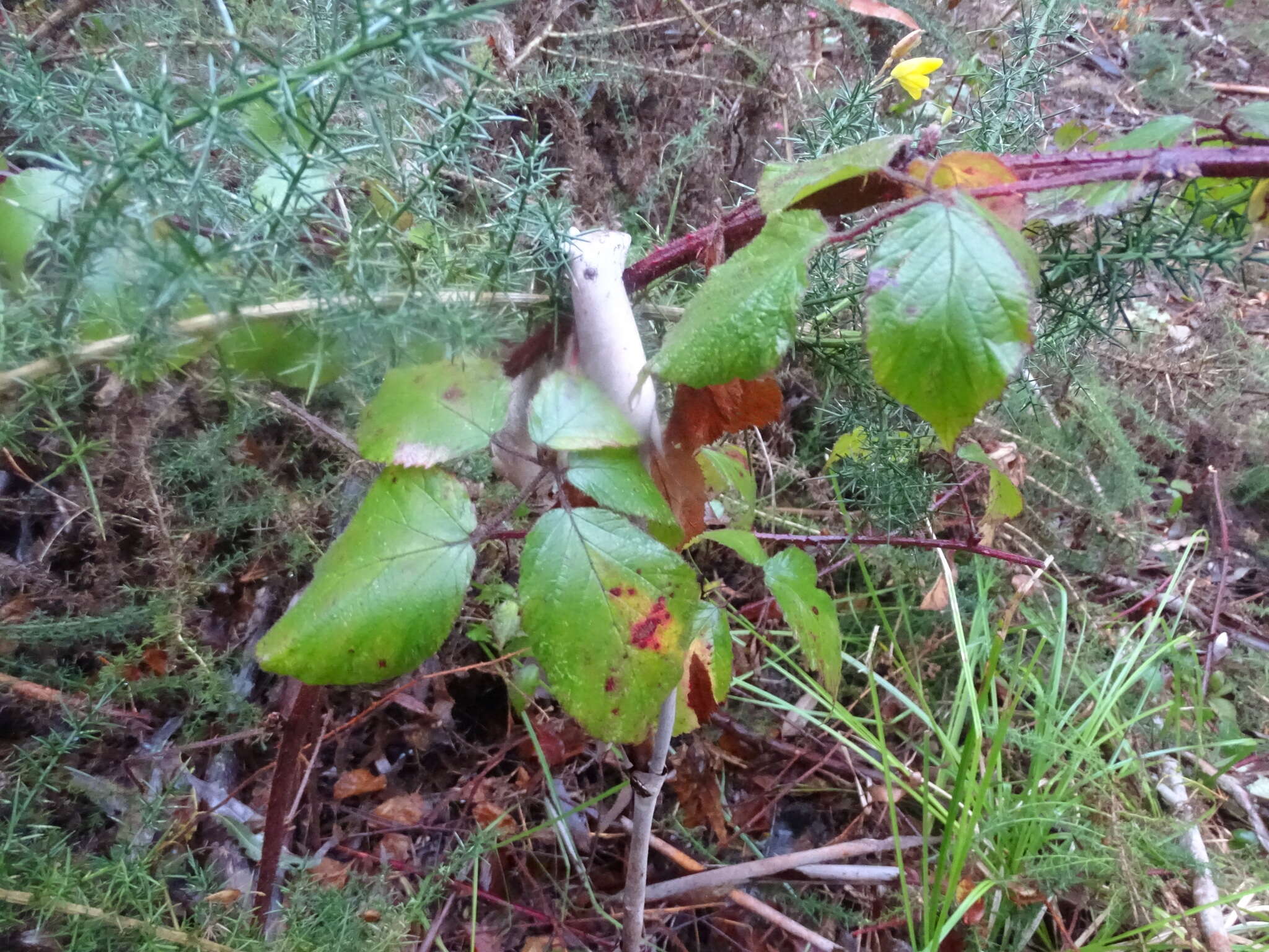 Image of Rubus erythrops E. S. Edees & A. Newton