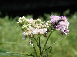 Image of blue weed