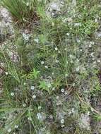 Image of Dalea carnea var. albida (Torr. & A. Gray) Barneby