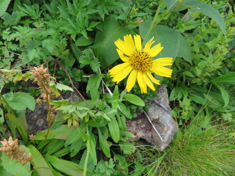 Слика од <i>Arnica unalaschcensis</i> var. <i>tschonoskyi</i>