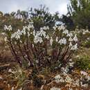 Imagem de Euphrasia striata R. Br.