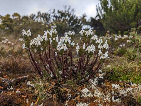 Слика од Euphrasia striata R. Br.