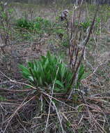 Image of Saussurea pseudotilesii Lipsch.