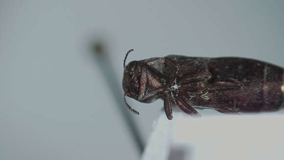 Image of Common Willow Agrilus