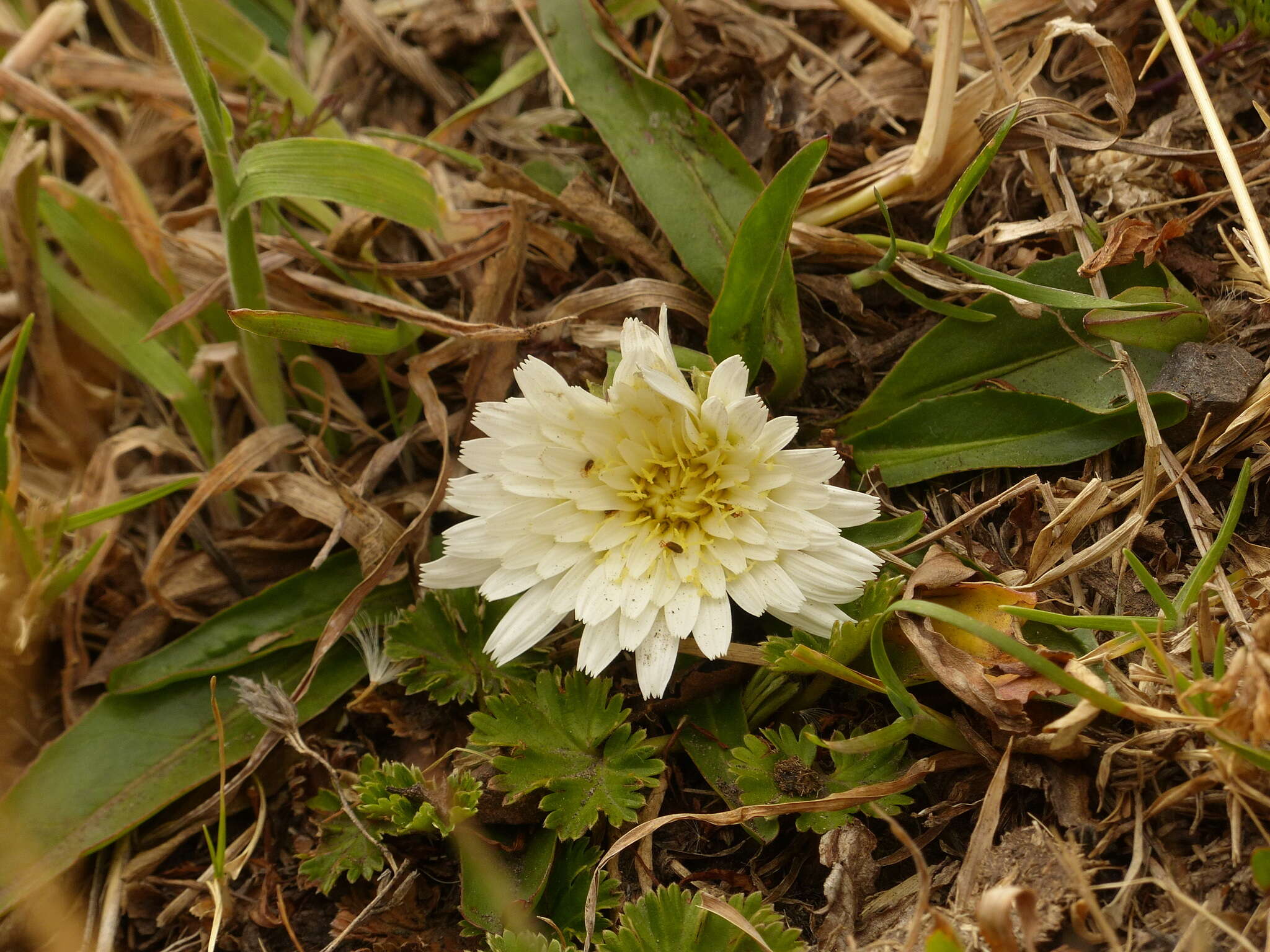 Image de Hypochaeris sessiliflora Kunth