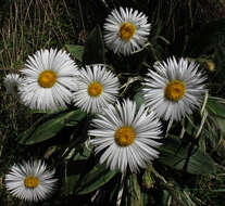 Plancia ëd Celmisia verbascifolia subsp. verbascifolia