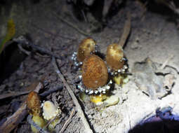 Image of Fungus root