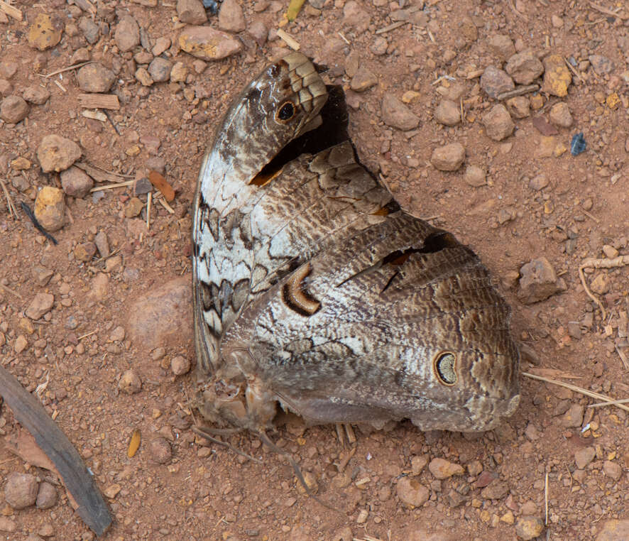 Image of Selenophanes cassiope Cramer 1776