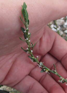 Polygonum erectum L. resmi