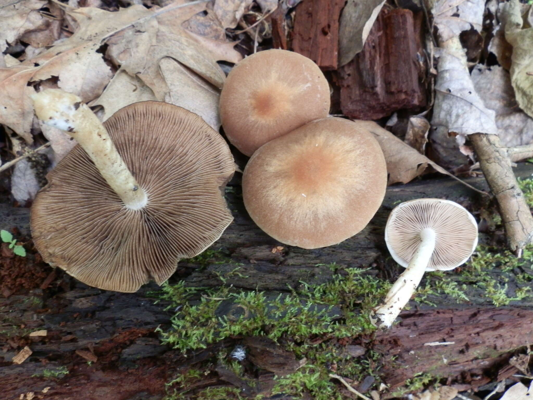 Image of Psathyrella spadiceogrisea (Schaeff.) Maire 1937