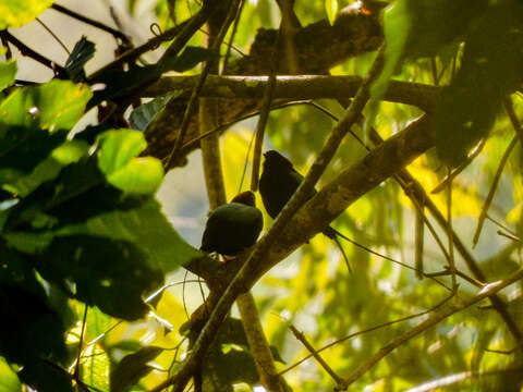 Image of Long-tailed Manakin