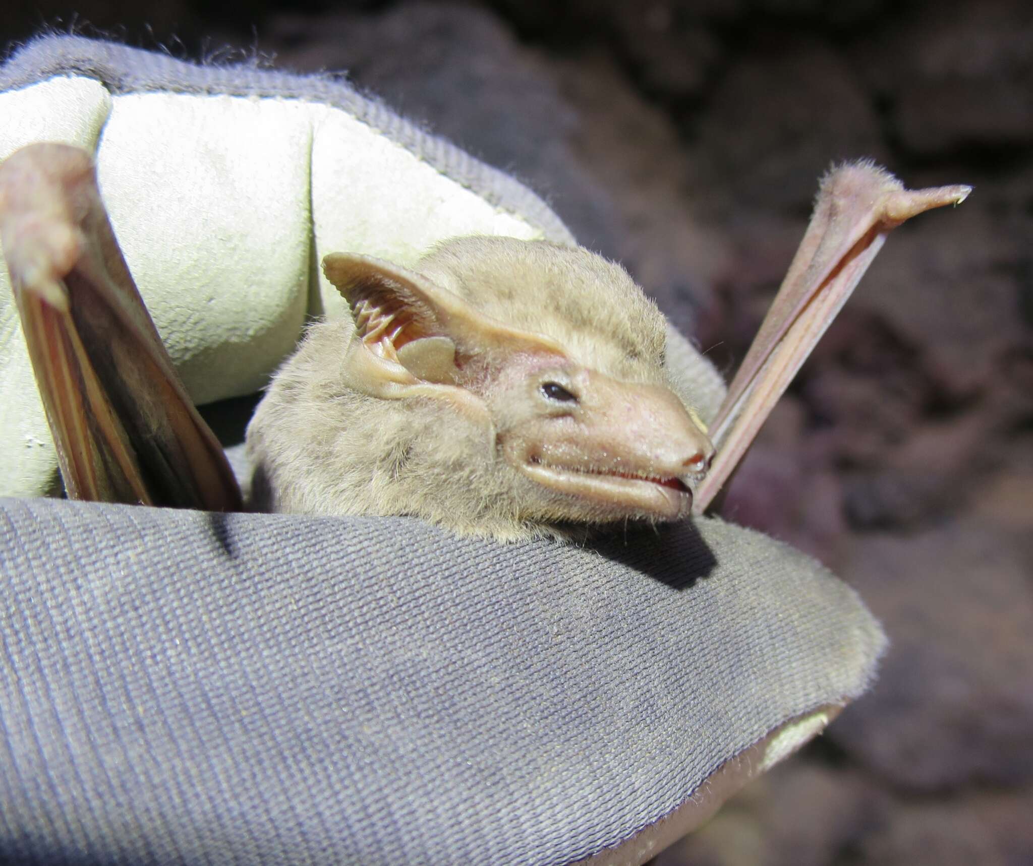 Image of Naked-rumped Tomb Bat