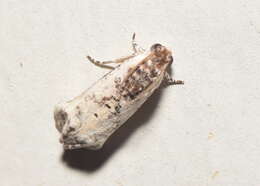 Image of Oriodryas