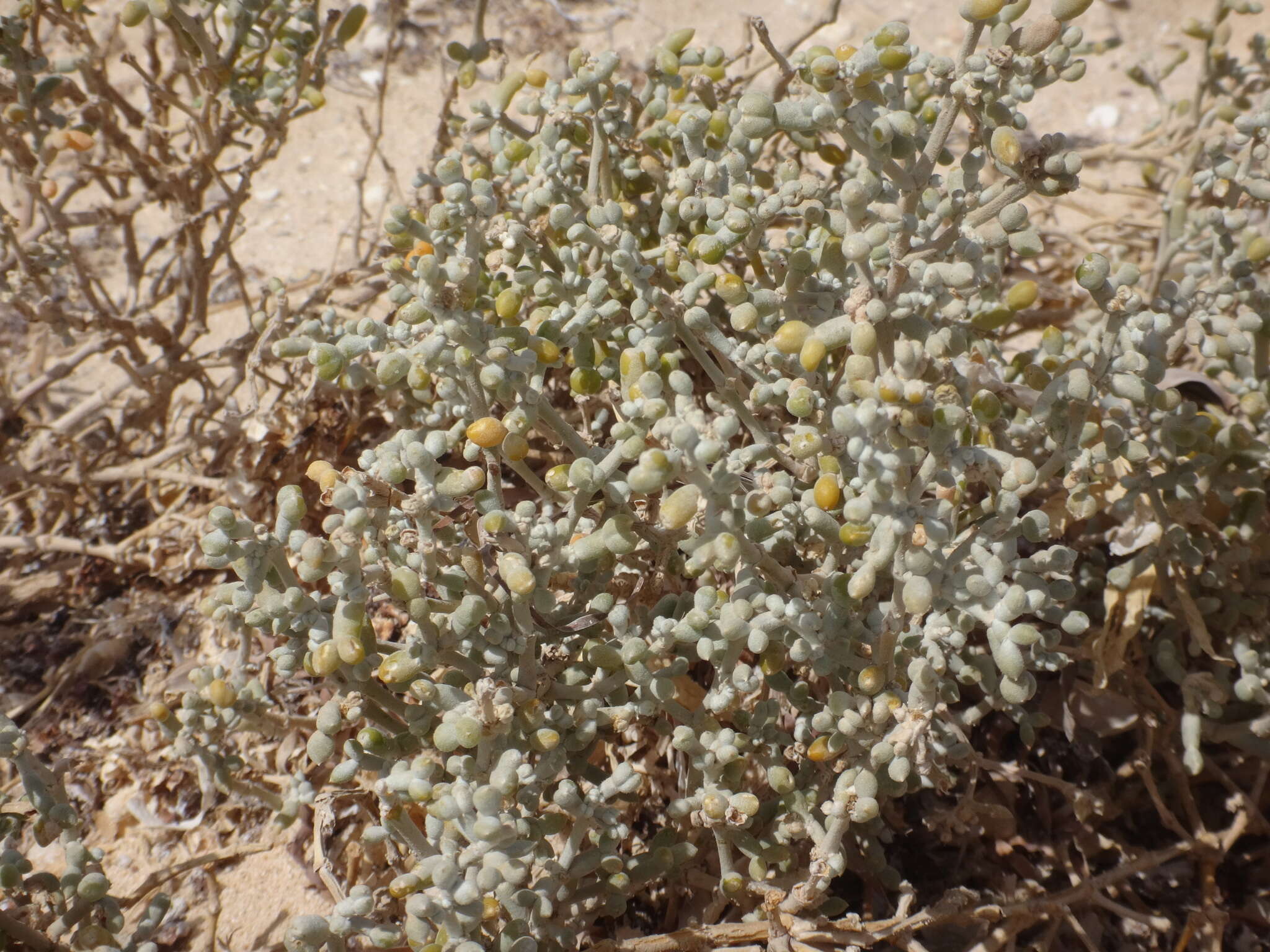 Image of Tetraena alba (L. fil.) Beier & Thulin